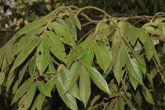 Diospyros pruriens